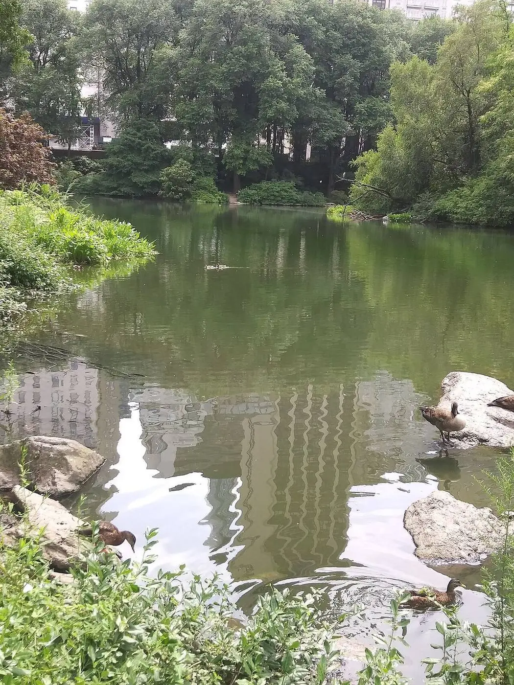 The Pond (Duck Pond), Central Park at Central Park South & 5th Ave, New York, NY 10019 - Gossip Girl Tours NYC filming location